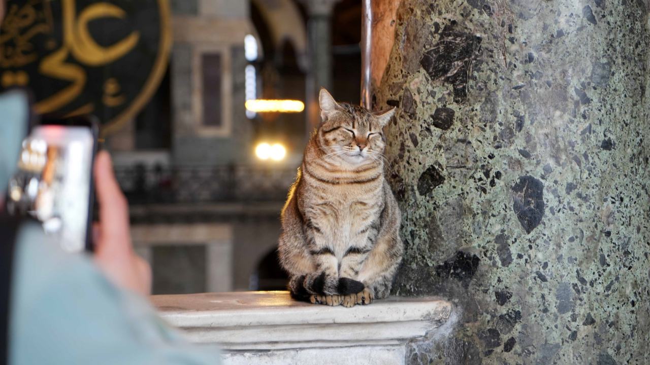 Ayasofya'nın ziyaret katına giren kedi ilgi odağı: Gli'ye benzetildi