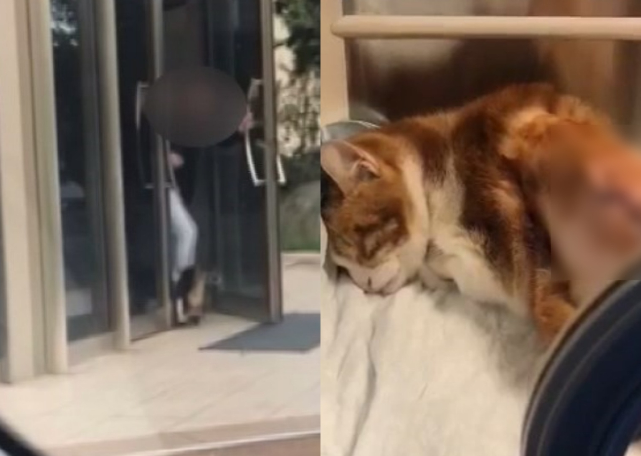 Yine hayvana şiddet: Siteye girdi diye kediyi tekmeleyip kaburgalarını kırdı...