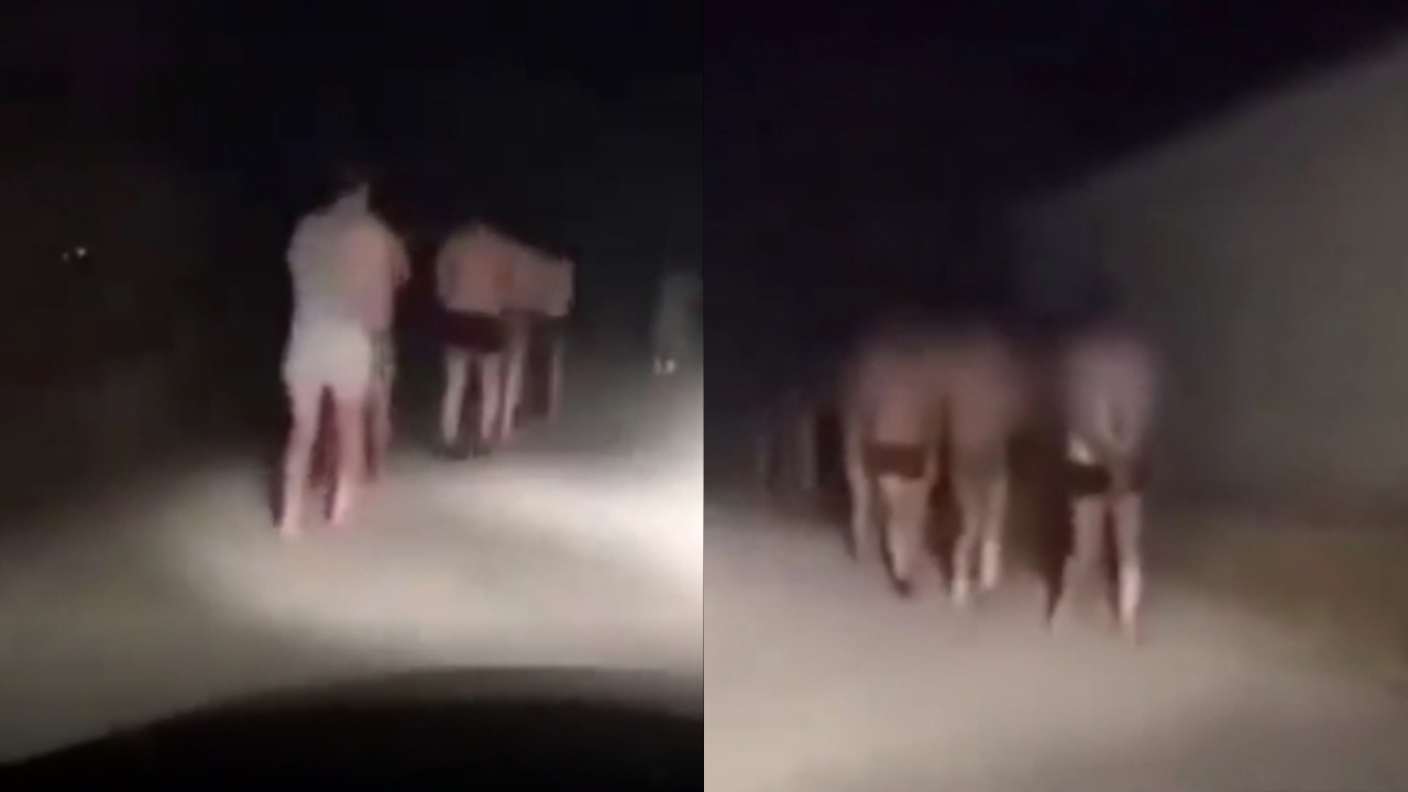 Sırbistan, mültecileri yarı çıplak şekilde gece soğuğunda ülkeden attı