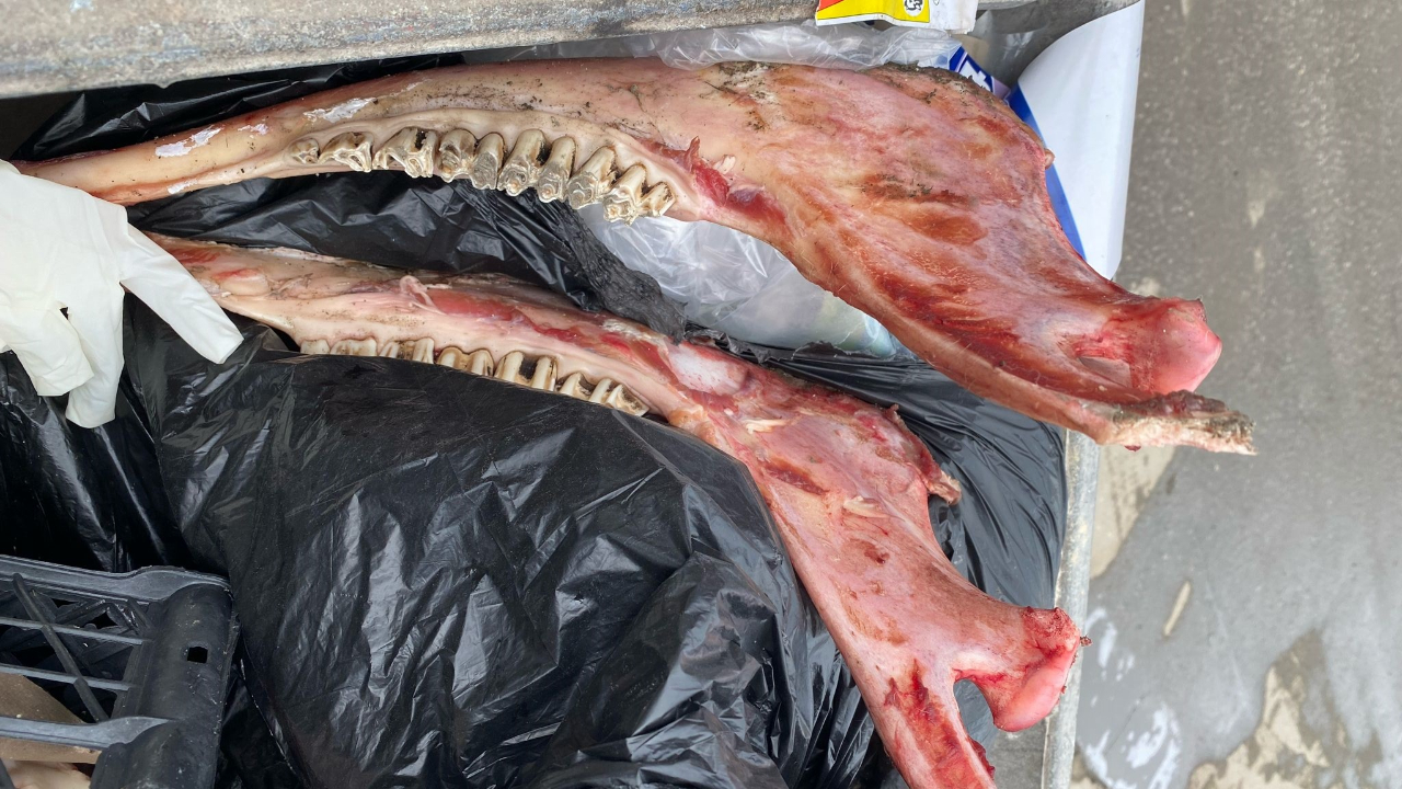 Düzce'de bir çöp konteynerinde eti sıyrılmış at kemikleri bulundu