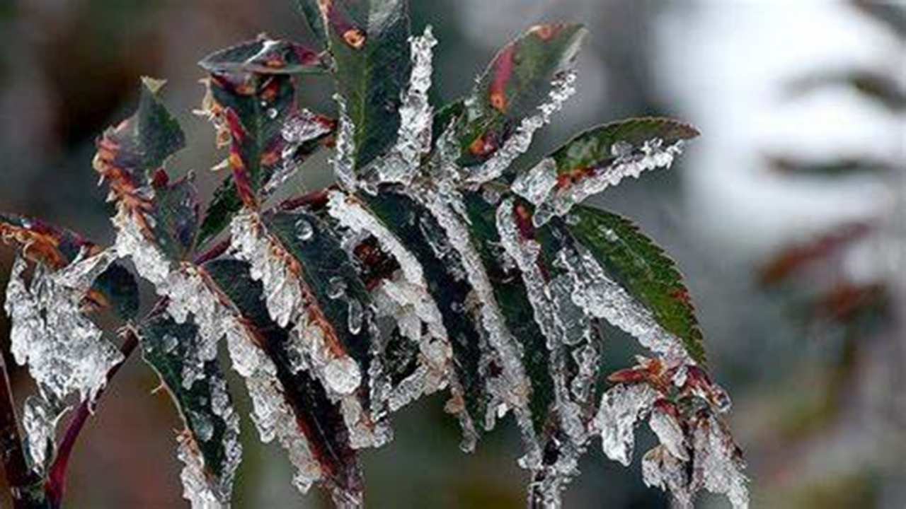 Meteorolojiden İzmir için sis ve zirai don uyarısı!