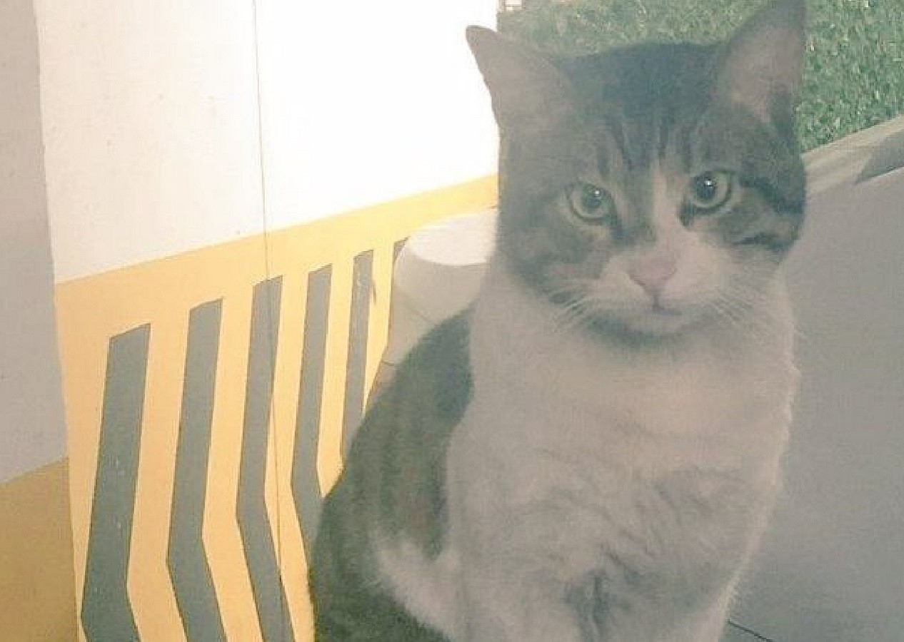 Kedi Eros'un katilinin cezası belli oldu! O cezaya Aleyna Tilki'den büyük tepki geldi