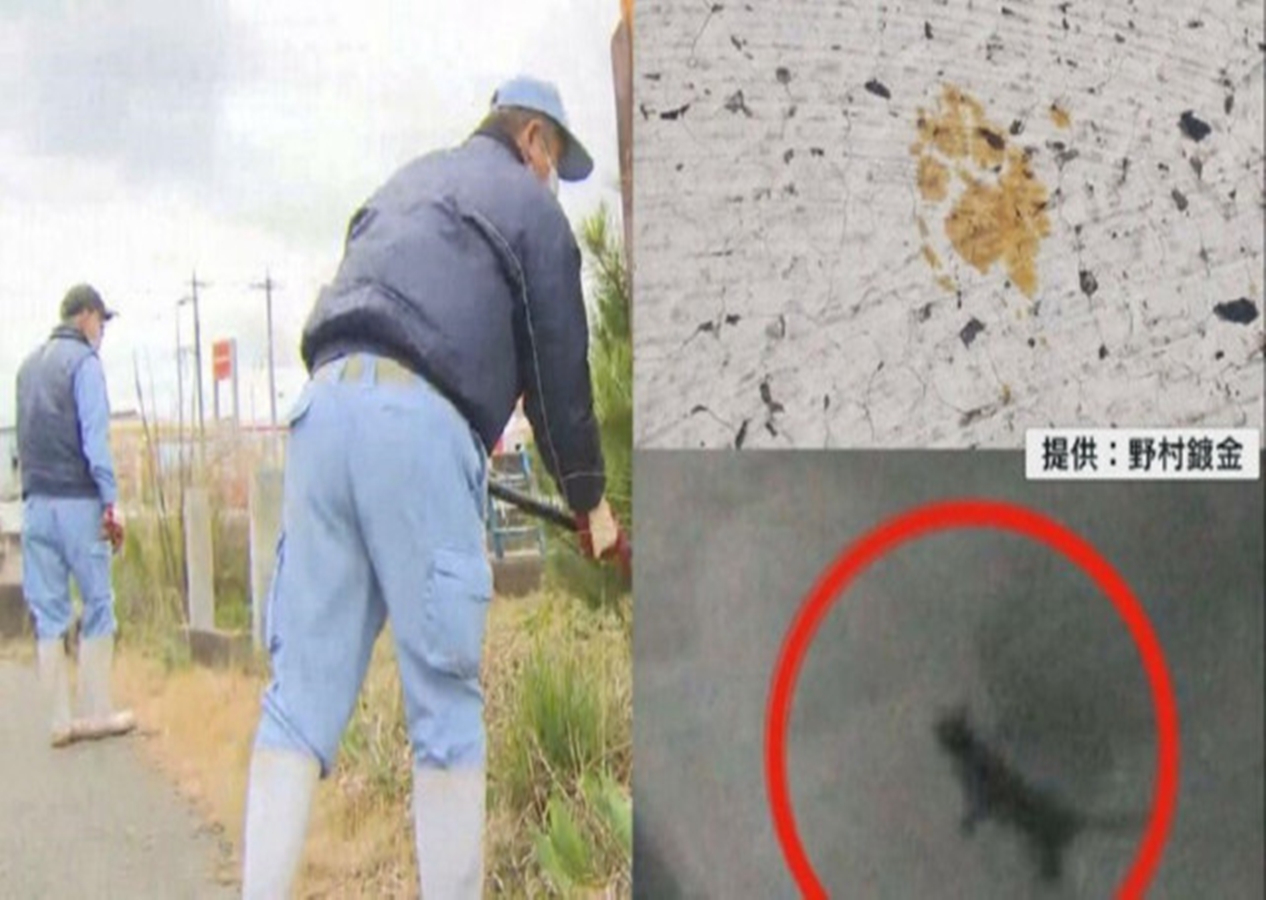 Japonya'da "kimyasal tanka düşen kedi" uyarısı: Yaklaşmayın, dokunmayın!
