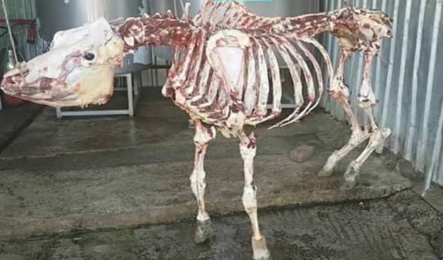 Fosil değil, kurbanlık! Kocaelili kasaptan şaşırtan 'eser'...