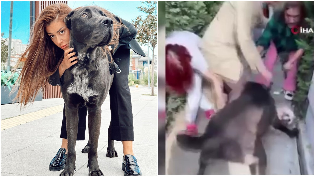 Sosyal medya fenomeni Banu Parlak’ın köpeği, komşusunun köpeğini parçalayarak öldürdü! Dehşet anları kamerada