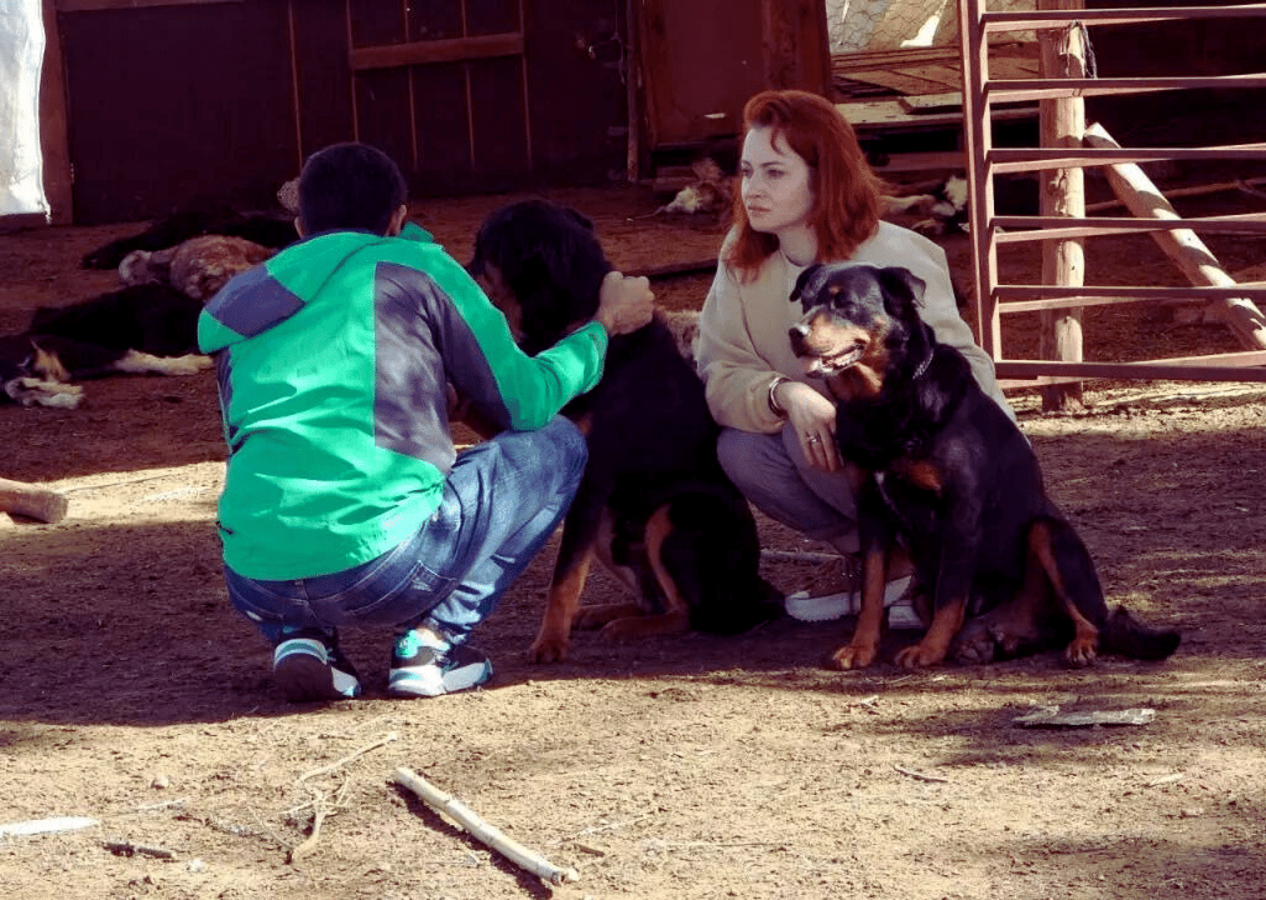 Dün 57 bugün 30 küçükbaş hayvan! Köpek terörü bitmek bilmiyor...