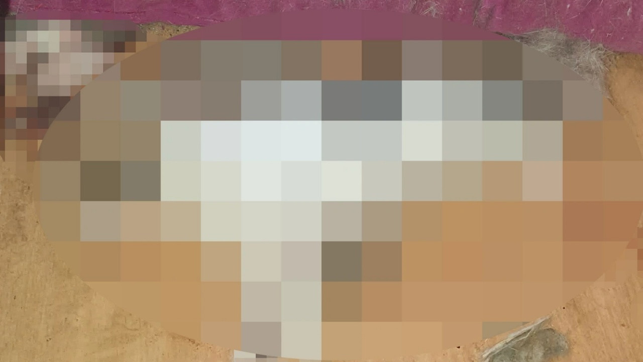Ankara'da kan donduran olay! Kafaları ve patileri kesilmiş 6 yavru kedi cesedi bulundu...
