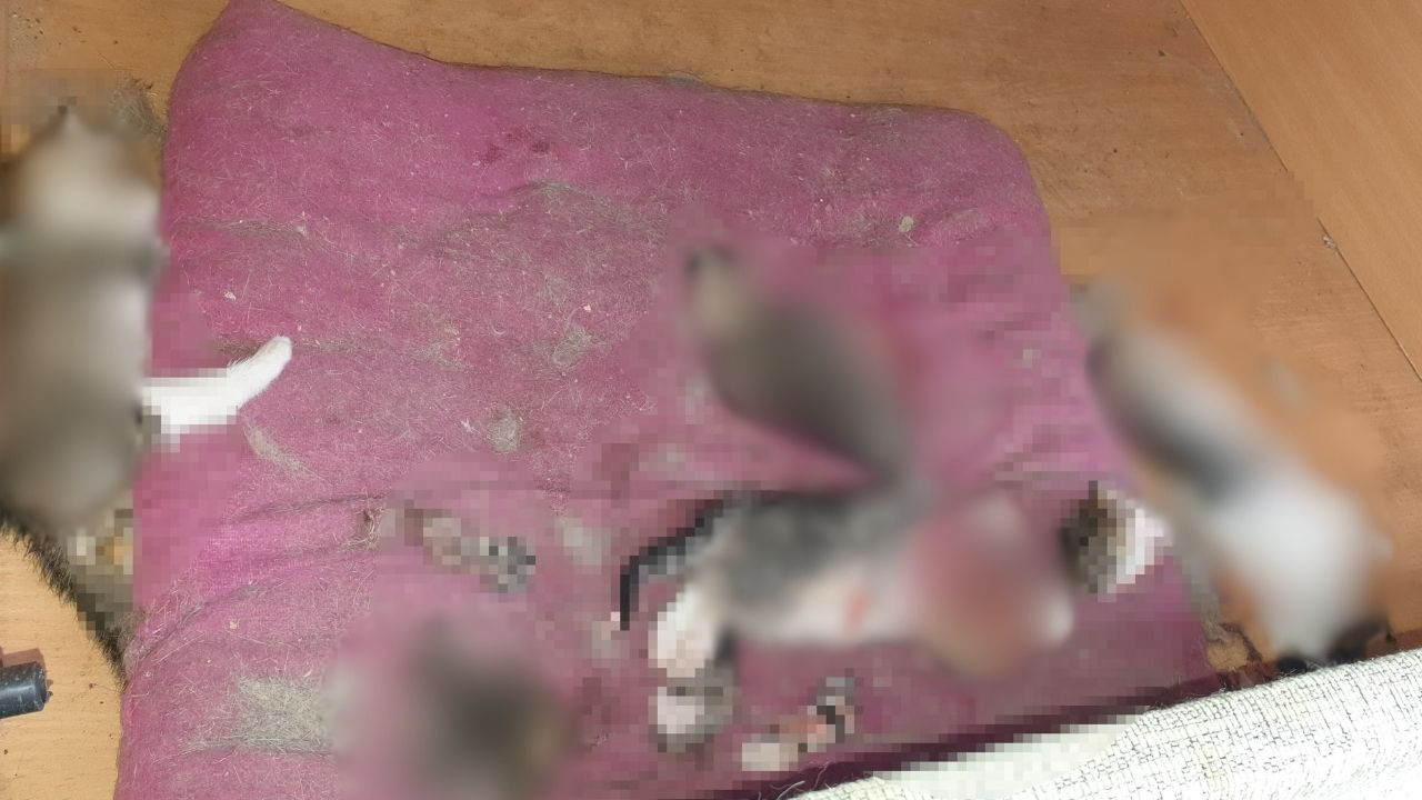 Ankara'da başları ve patileri kesilerek öldürülmüş 6 yavru kedi bulundu
