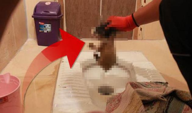 Tuvaletten yavru kedi çıktı!