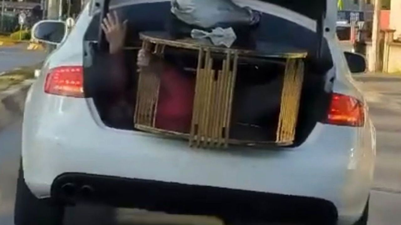 Otomobil bagajında ilginç manzara! Vatandaşı görenler bir daha baktı!