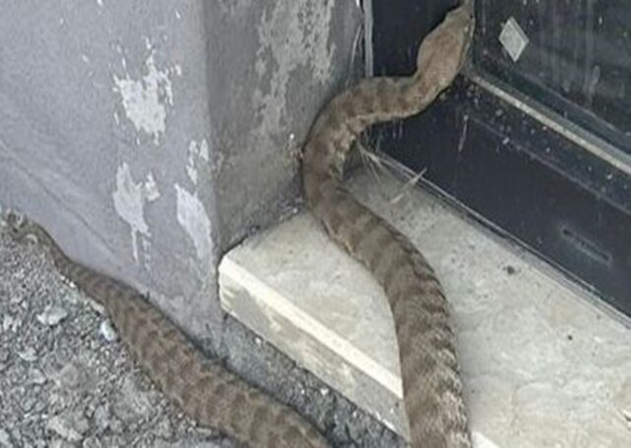 Engerek yılanının bir ısırığı öldürüyor! Elazığ'da görüntülendi!