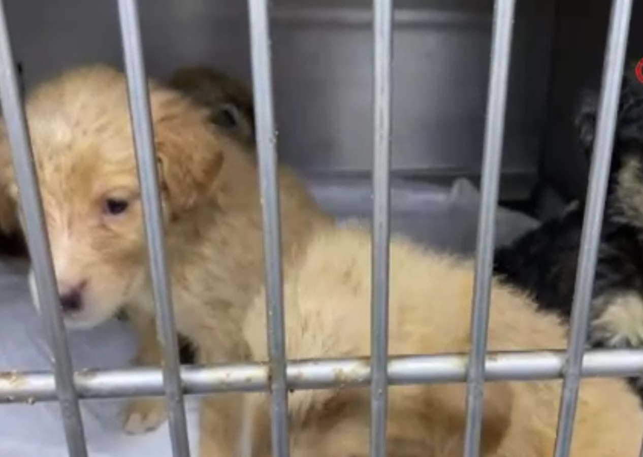 Hamile köpeği silahla vurdular! Acı içinde yavrularını doğurdu