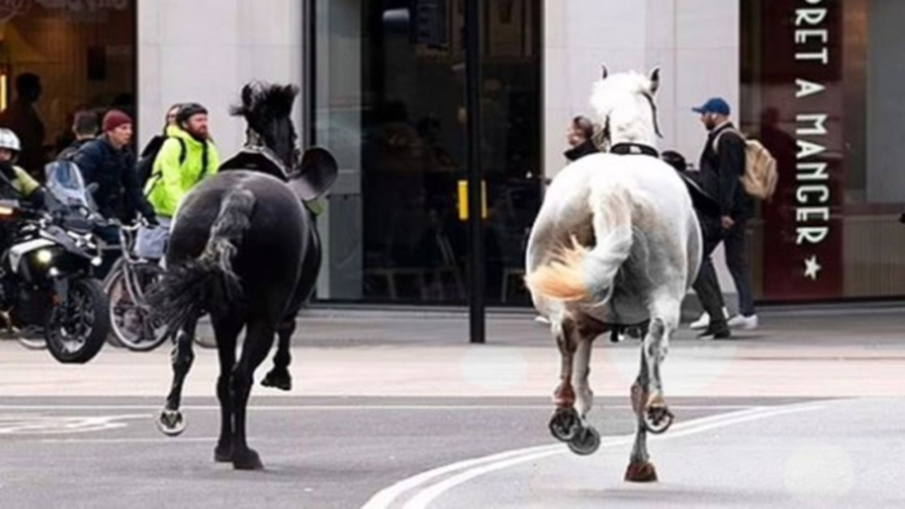 Binicilerini fırlatıp kaçan Kraliyet atları Londra'yı birbirine kattı!