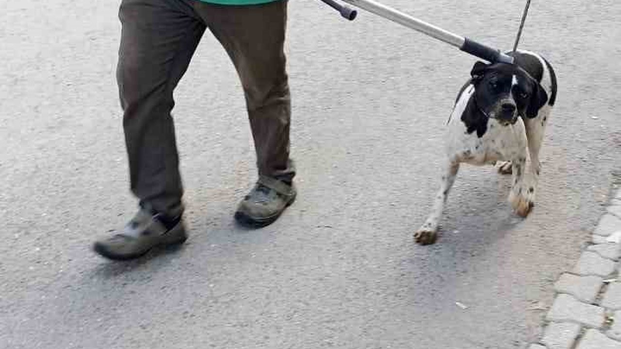 Ölen köpekte kuduz tespit edildi, 2 mahalle karantinaya alındı