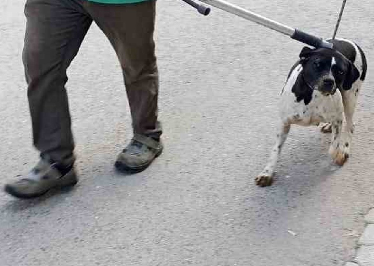 Ölen köpekte kuduz tespit edildi, 2 mahalle karantinaya alındı