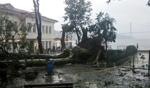 Afette devrilen 180'lik çınardan haber var!