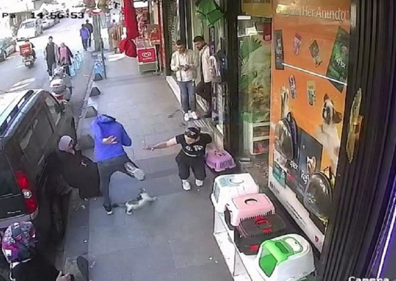 Esenler'de "Yedi Bela Hüsnü" isimli kedi, köpeklere saldırıyor!