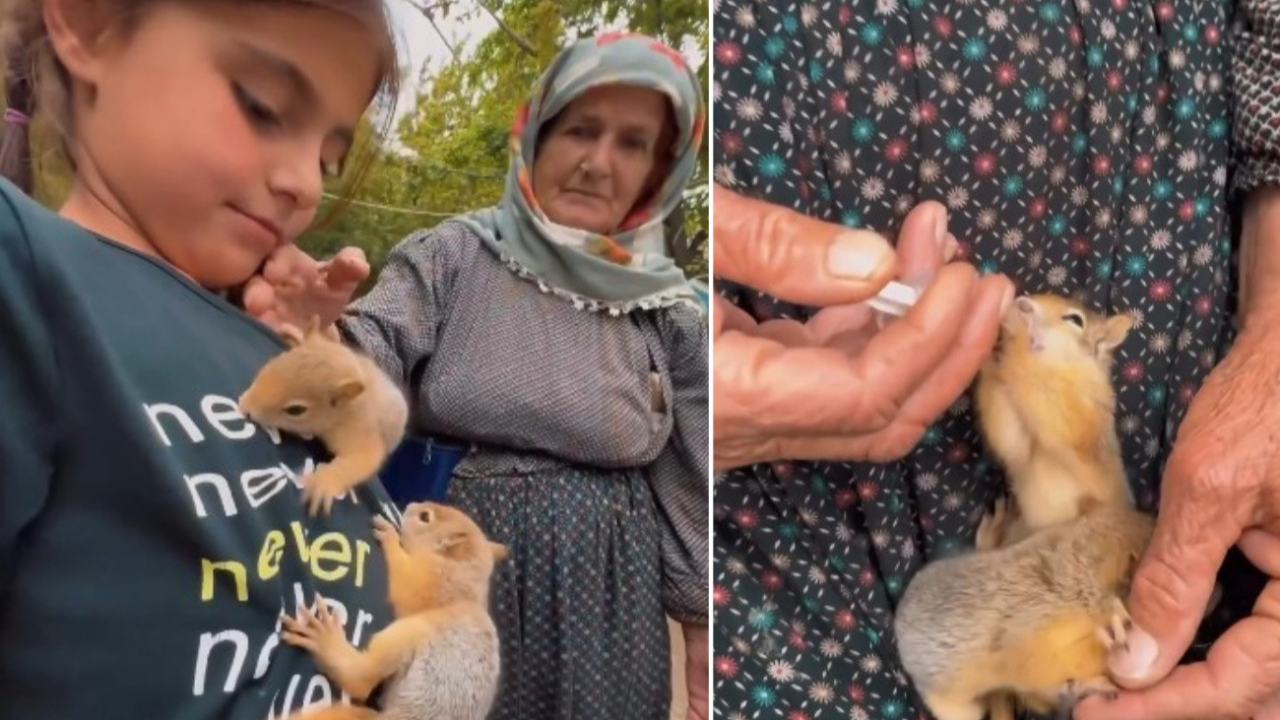 Tarlada bitkin halde bulduğu 2 yavru sincaba annelik yapıyor... Şırıngayla süt verip bebek gibi besliyor...