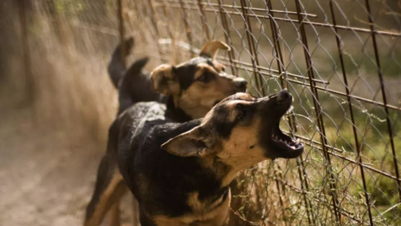 Kocaeli'de başıboş köpekler itlaf edilecek