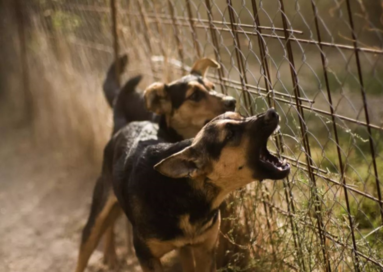 Kocaeli'de başıboş köpekler itlaf edilecek
