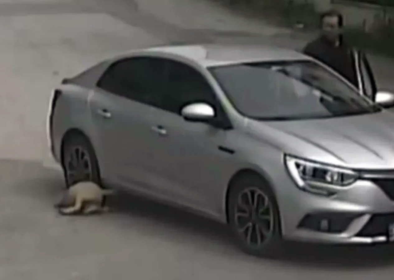 Sakarya'da bir kişi, aracıyla köpeği ezdikten sonra sitem ederek kaçtı