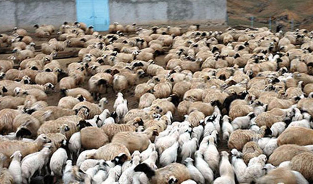 Kuzulara, ineklere de e-reçete geliyor!