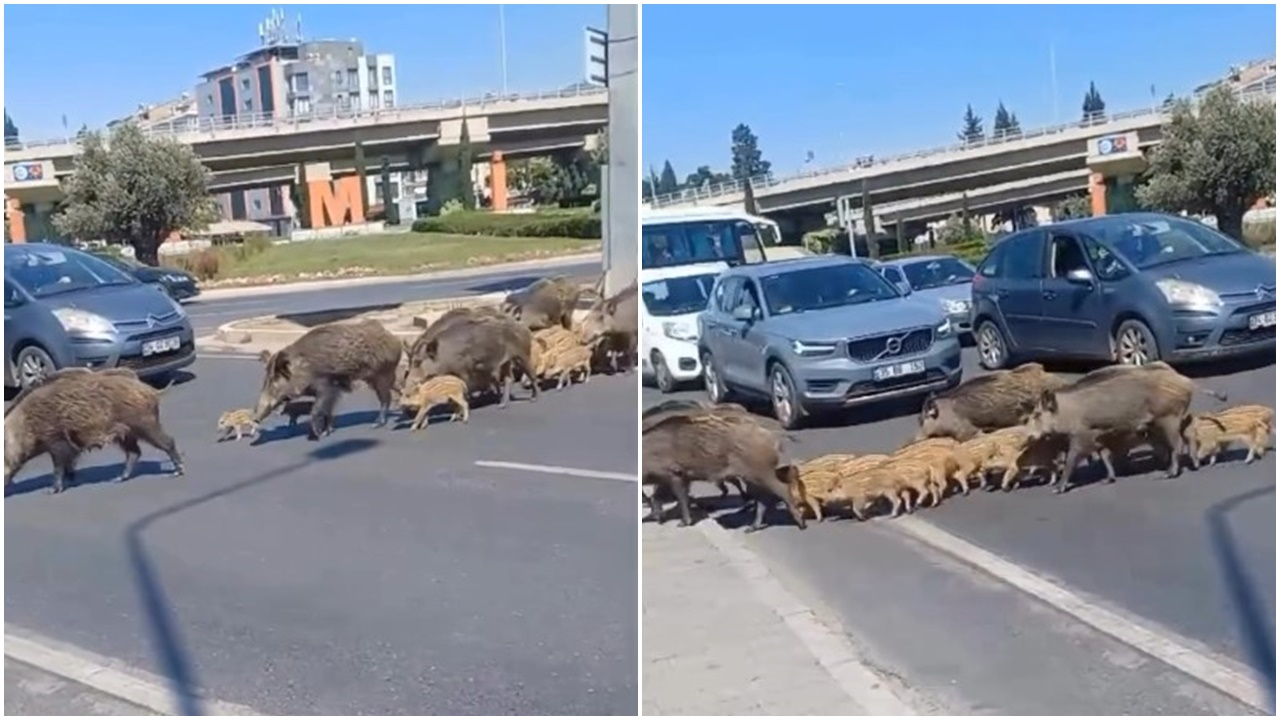 İzmir'de domuz sürüsü trafiği alt üst etti!