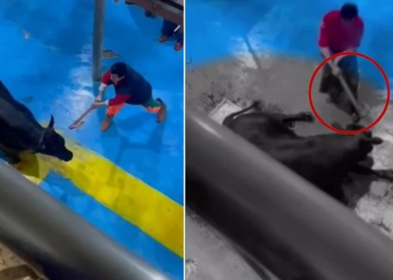 Amasya Et Entegre Merkezi'nde skandal görüntüler! Hayvana baltayla vurup eklem yerlerini kestiler