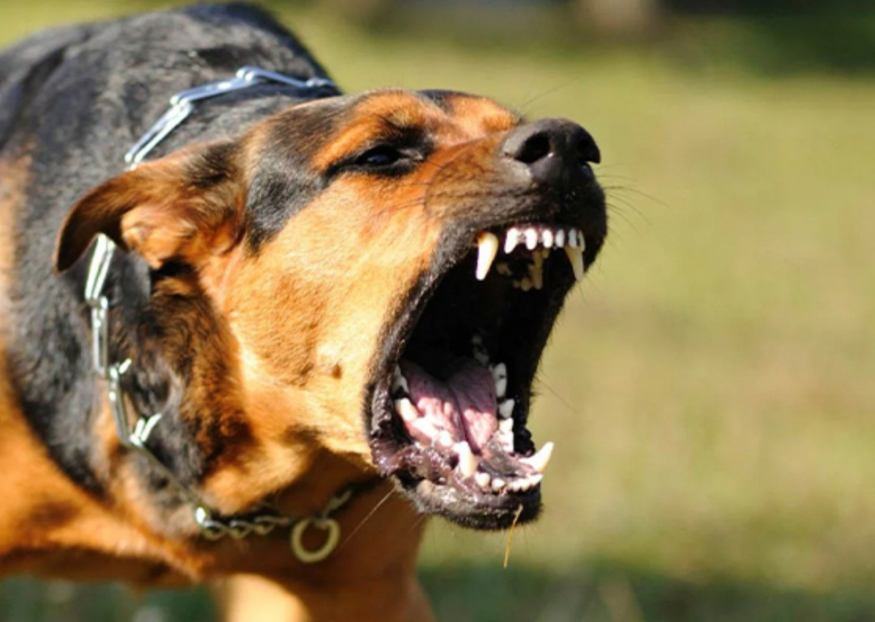 Ekşi Sözlük'te yeni skandal! Başıboş köpek sorunu üzerinden nefret kustular! "1 köpek için 1000 çocuğu öldürebilirim"