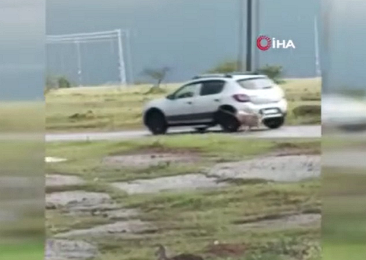 Kayseri'de köpek vahşeti: Otomobile bağlanan köpek sürüklendi, sürücü gözaltına alındı