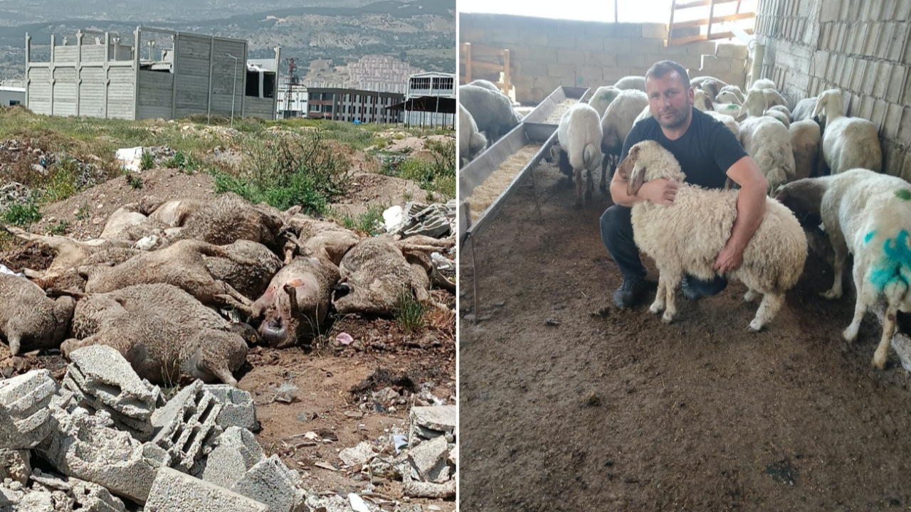 Başıboş köpek sürüsü onlarca hayvanı telef etti! Yetkililerden yardım bekliyorlar...