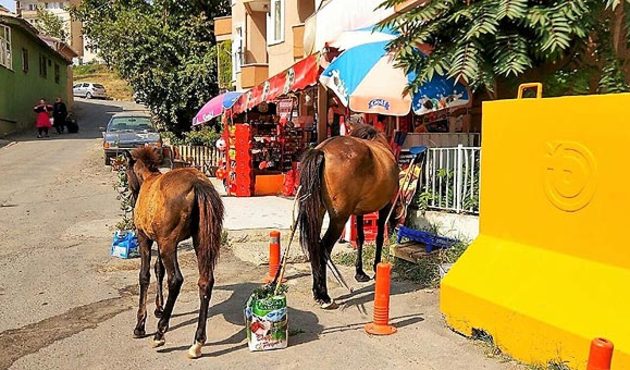Aç kalan atlar şehrin altını üstüne getirdi!