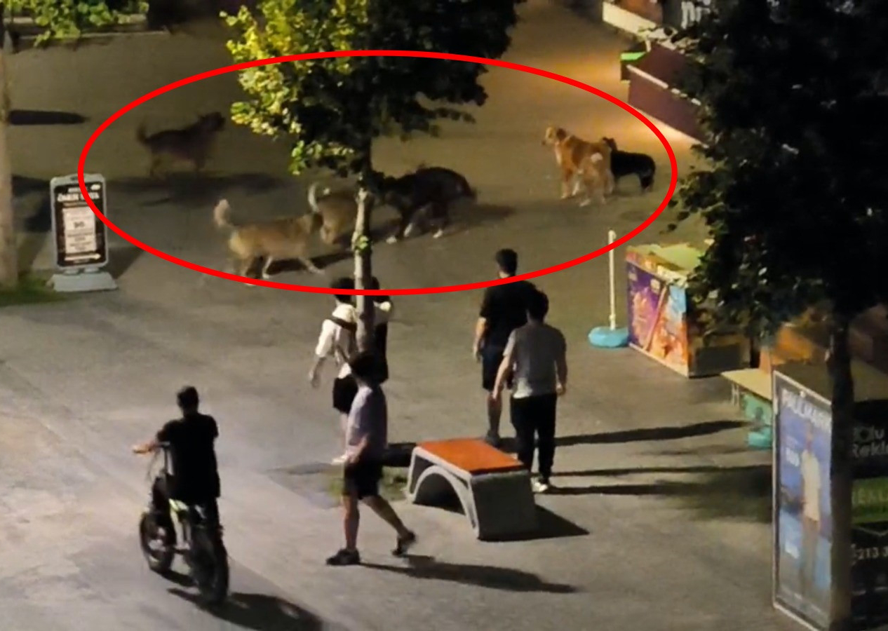 Sokak köpekleri dehşet saçtı! Vatandaşlar korkudan yolda yürüyemedi...
