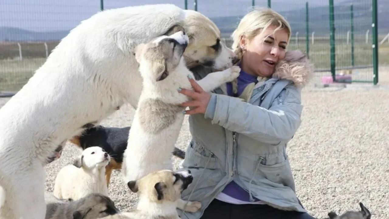 Hasta köpekleri Şanlıurfa'dan Ankara'ya götüren Buket Özgünlü tutuklandı