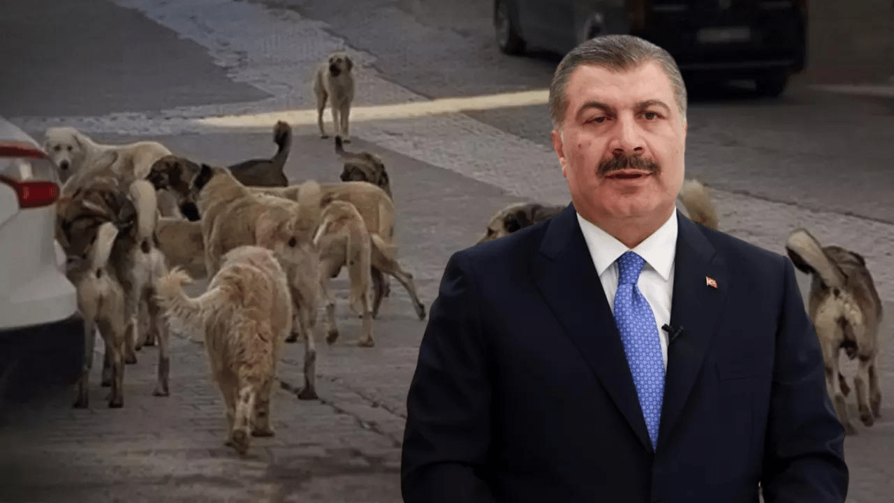 Sağlık Bakanı Fahrettin Koca'dan başıboş sokak köpeği açıklaması! 'Zorunluluk' deyip duyurdu...