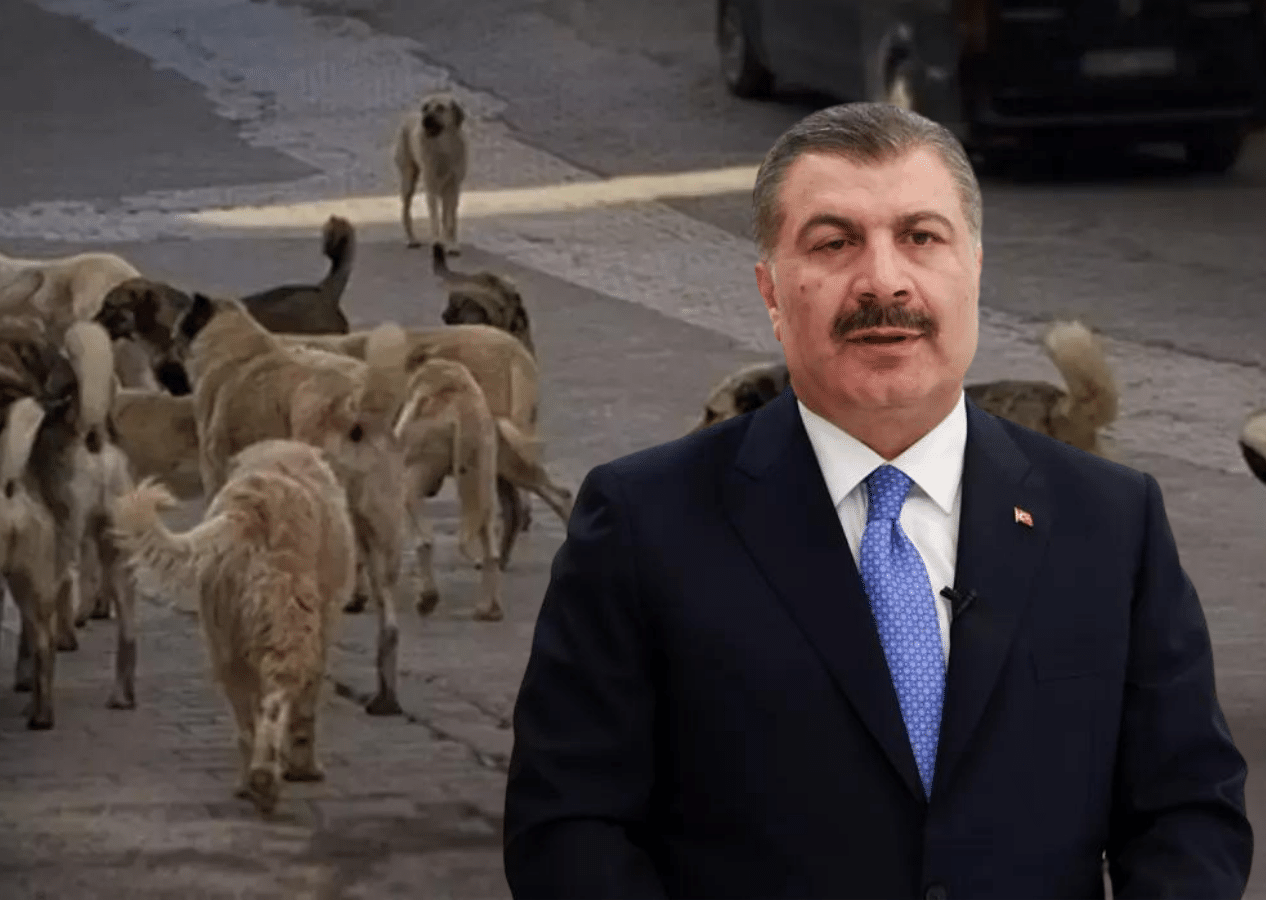 Sağlık Bakanı Fahrettin Koca'dan başıboş sokak köpeği açıklaması! 'Zorunluluk' deyip duyurdu...