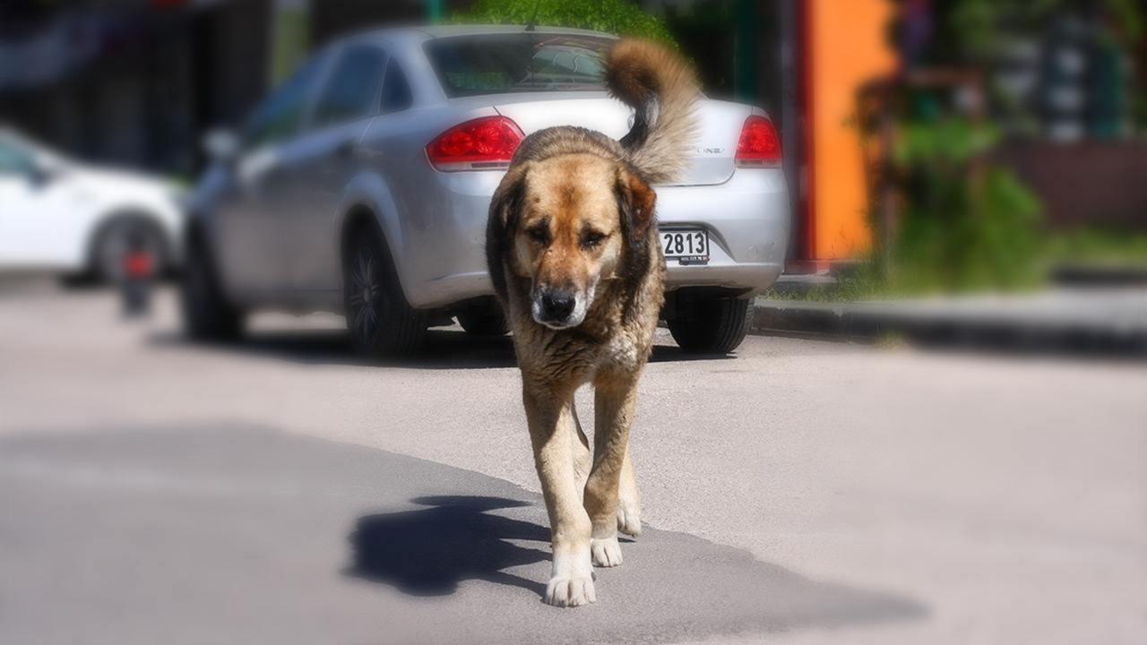 Atatürk'ün 1932 yılında yayınladığı 'sokak köpeği' genelgesinde itlaf detayı!