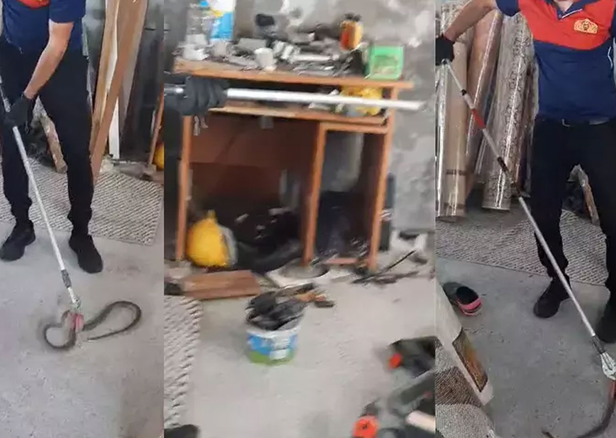 İş yerine 1,5 metre uzunluğunda yılan girdi! Yılan timi çağırıldı!