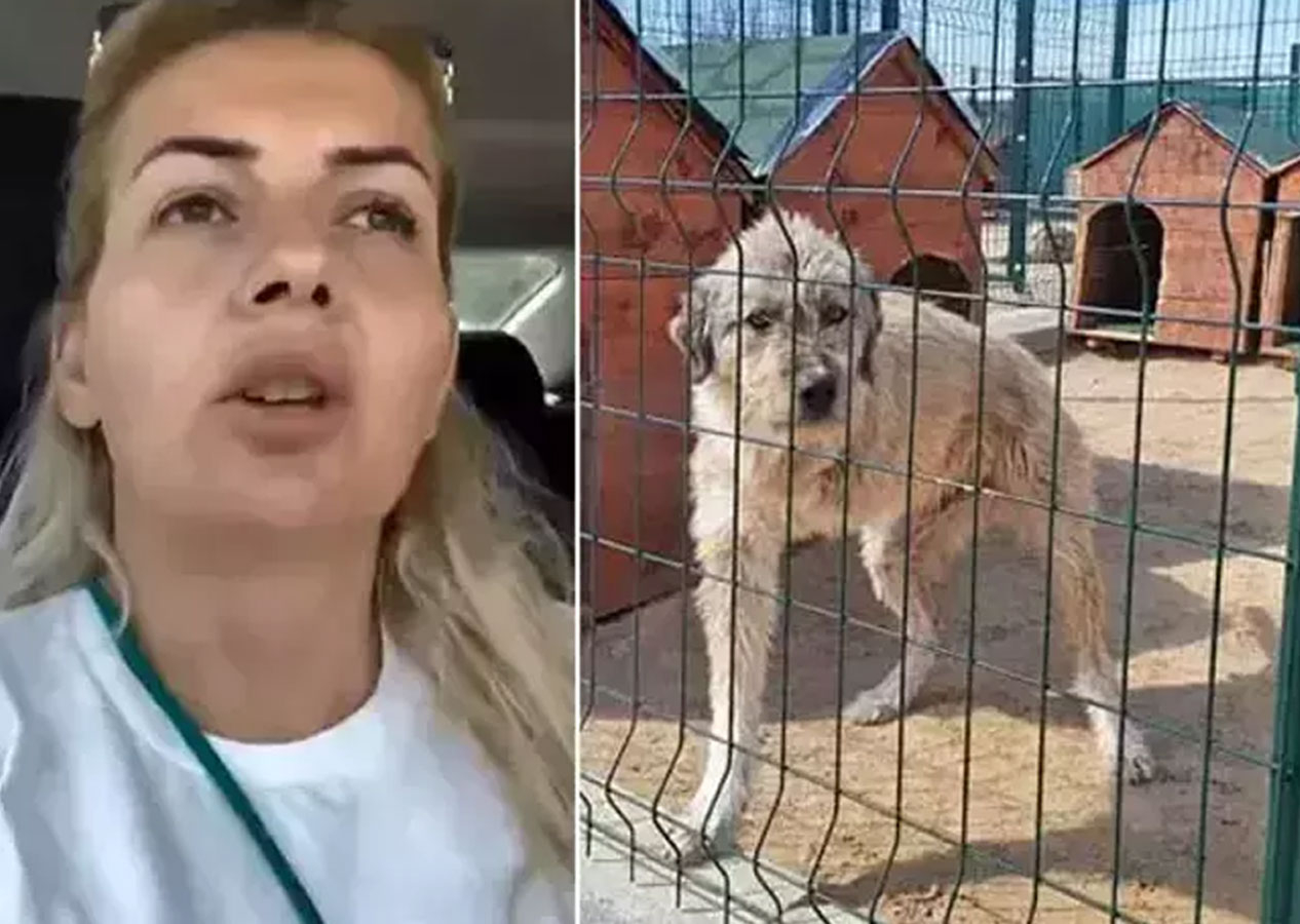 Kuduz köpekleri Ankara'ya getirdi iddiası! Buket Özgünlü için istenen ceza belli oldu