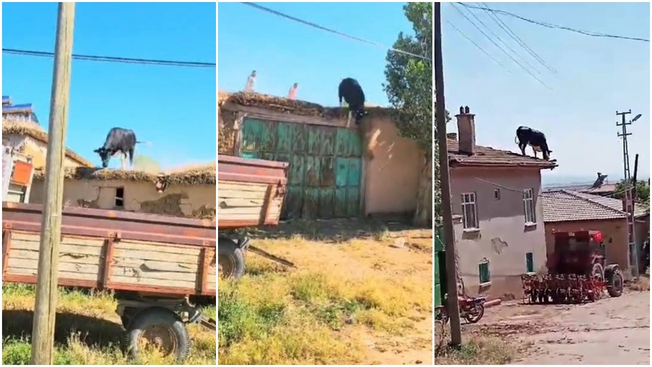 Sahibinden kaçan kurbanlık hayvan çatıya çıktı! Çıktığı damdan düşen hayvan kameraya böyle yansıdı