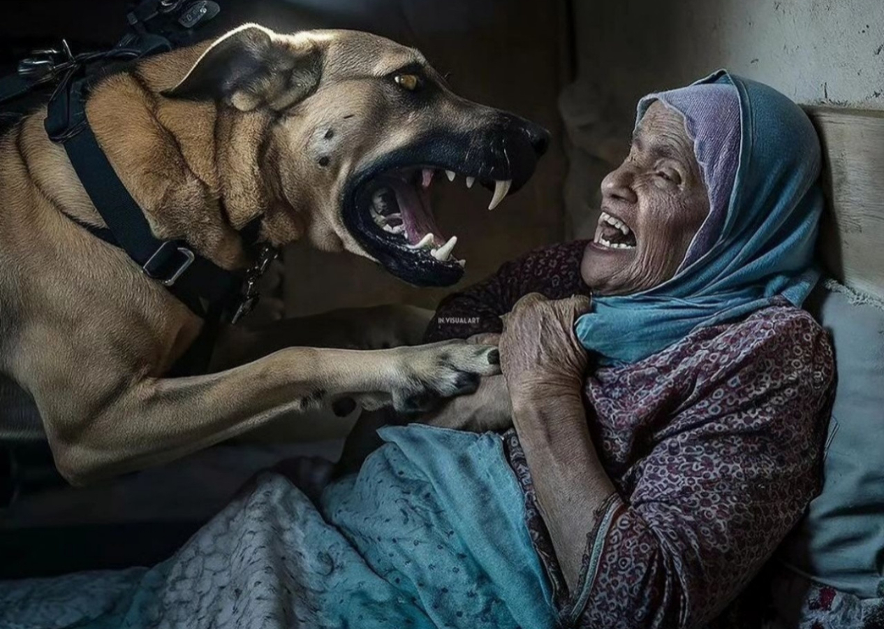 Filistinli yaşlı kadını parçalamaya çalışan İsrail ordusunun köpeği öldürüldü!