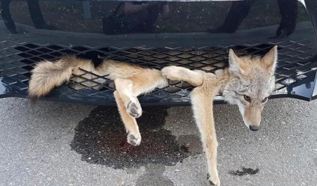 Arabaya sıkışan çakal 35 kilometre böyle gitti...