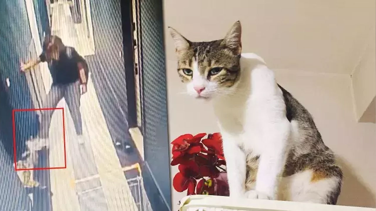Kedi Şirine’yi tekmeleyerek 4. kattan aşağı atan akademisyen hakkında karar: 1 yıl 6 ay hapsine hükmedildi