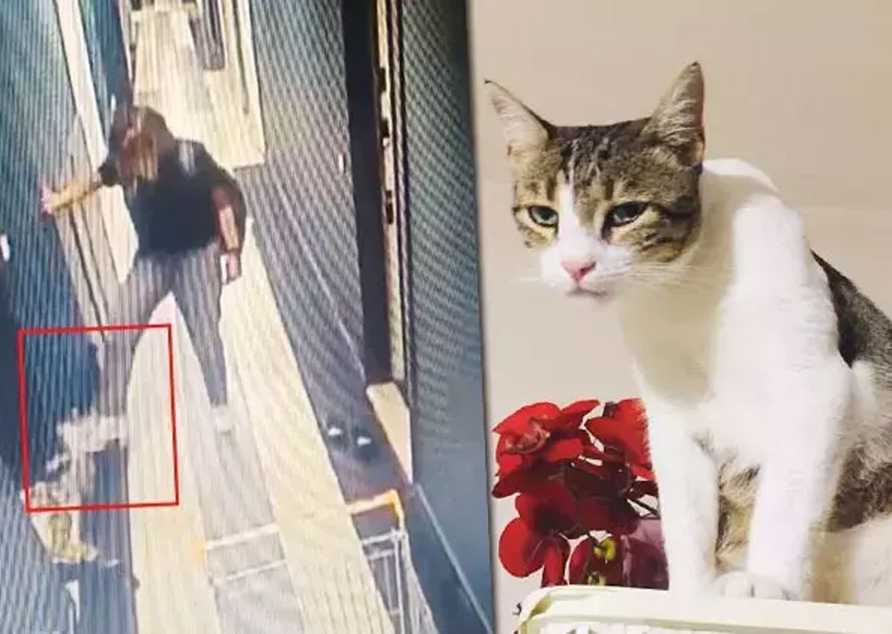 Kedi Şirine’yi tekmeleyerek 4. kattan aşağı atan akademisyen hakkında karar: 1 yıl 6 ay hapsine hükmedildi