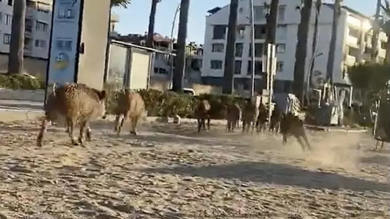 Marmaris'te atlardan sonra plajlara inen domuzlar hayrete düşürdü! Güneşlenen vatandaşlar şok oldu...