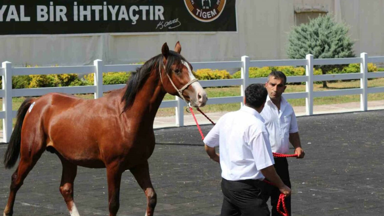 Ev fiyatına tay! Fiyatı dudak uçuklatıyor...