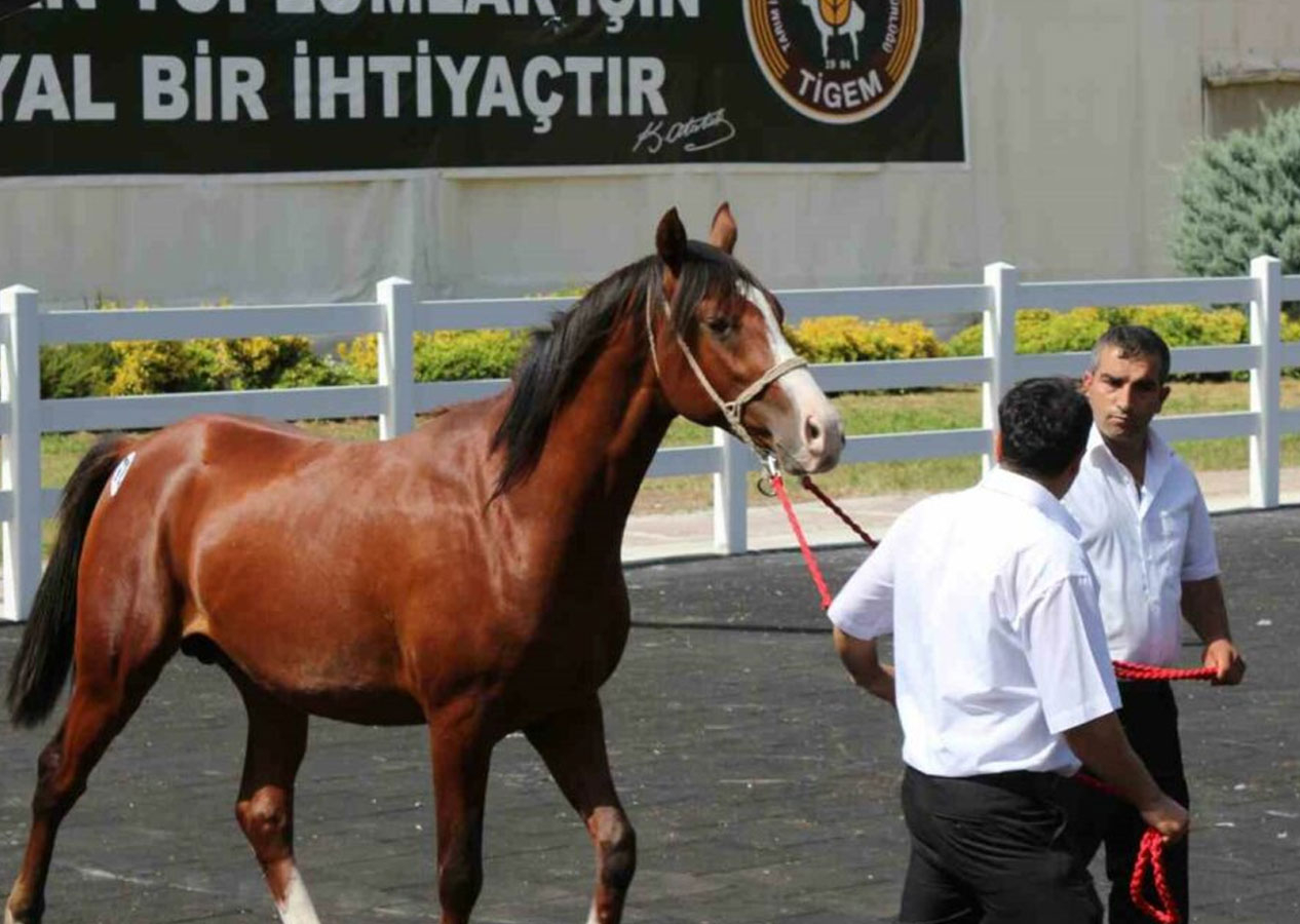 Ev fiyatına tay! Fiyatı dudak uçuklatıyor...