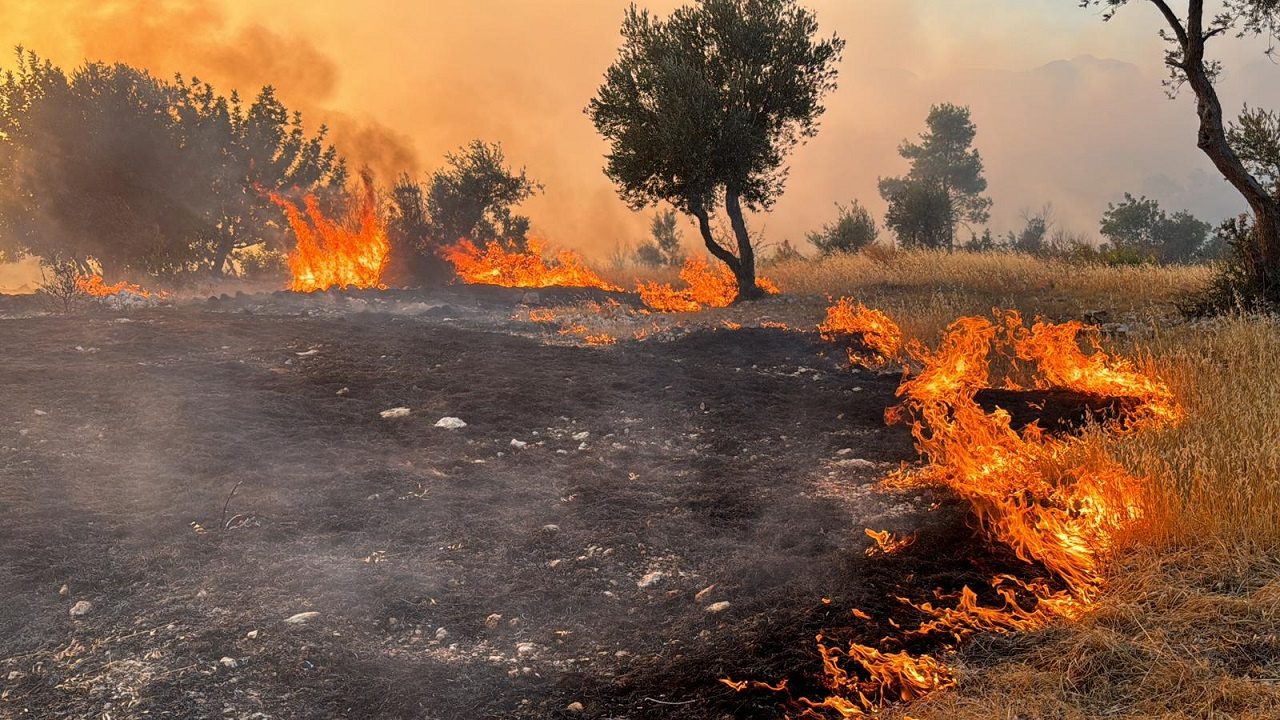 Antalya'nın Serik ilçesinde ormanlık alanda yangın çıktı! Müdahale sürüyor...