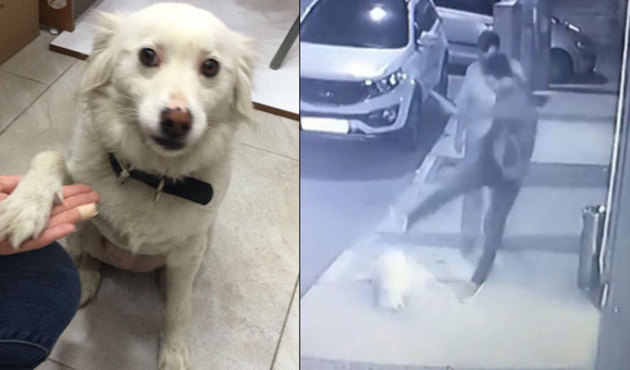 Köpeği acımasızca tekmeleyen o yaratık yakalandı!