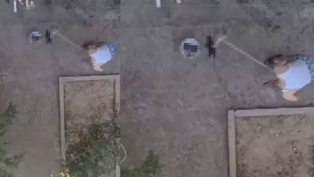 Manisa'da dehşet! 3 yavru kediyi sopayla vurarak öldürdü
